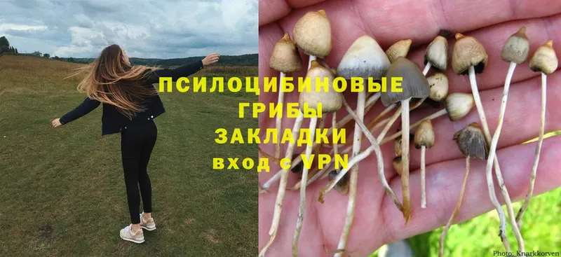 Галлюциногенные грибы Psilocybine cubensis  hydra ТОР  Белозерск 